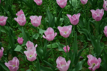 beautiful tulip in spring time