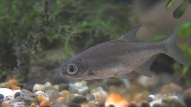 Young bream swims in the aquarium. Freshwater river fish in an aquarium. Selective focus