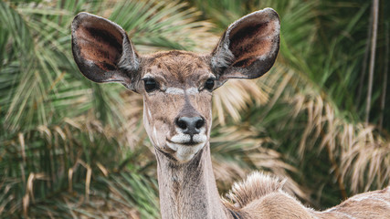kudu in savannah in South Africa 