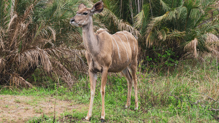 kudu in savannah in South Africa 