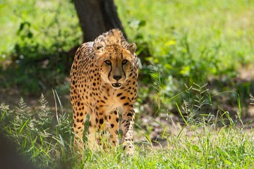 Cheetah walking on the savanna while looks the camera.