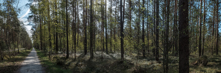 Am Wald im April