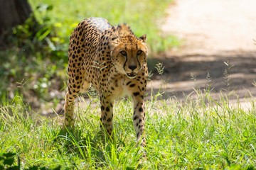 Cheetah walking on the savanna while looks the camera.