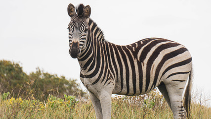 zebra in the savannah