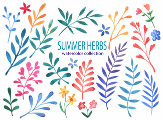 summer herbs collection - bright colored plants and herbs  - spring and summer floral design for invitation, wedding or greeting cards - hand drawn illustration - isolated on white background