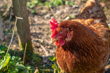 A lone hen in deep thought.