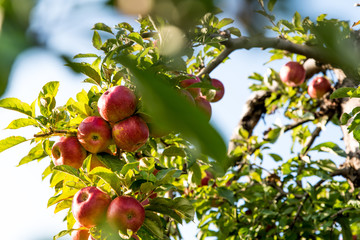 Close up of organic red apples on tree branches in sunshine, growing in an orchard. Ripe apples ready for harvesting