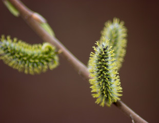 beautiful young branch in the spring sun