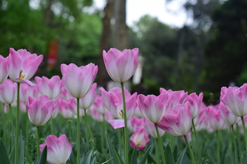 beautiful tulip in spring time
