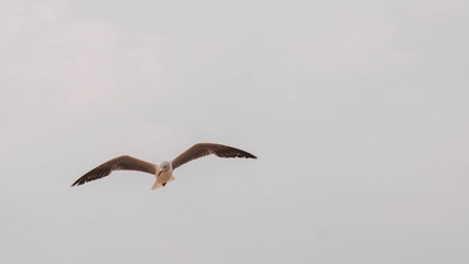 seagull flying in the sky