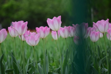 beautiful tulip in spring time