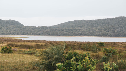 Fototapeta na wymiar hippos fighting in a lake 