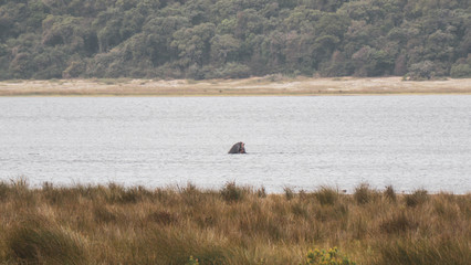 hippos fighting in a lake 