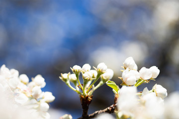 Pear blossom on a lovely spring day