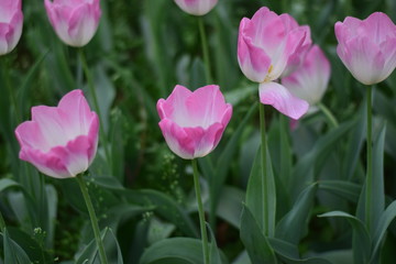 beautiful tulip in spring time