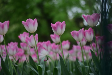 beautiful tulip in spring time