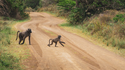 Fototapeta na wymiar monkeys in the savannah crossing the road 