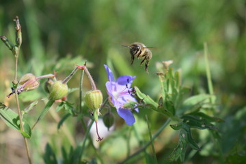 bee on a flower