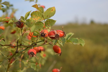 rosehip