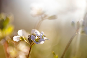 Amazing bright spring landscape for wallpaper.