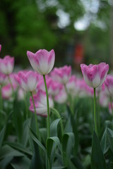 beautiful tulip in spring time