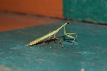 mantis