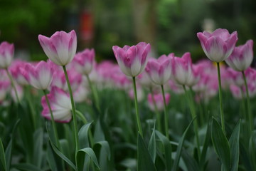 beautiful tulip in spring time