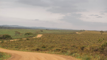 Fototapeta na wymiar savannah landscape