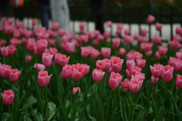 red tulip in spring