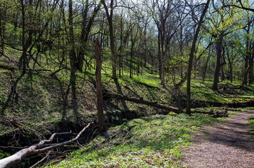 Forest gulch and hillsides along trail in flandrau state park