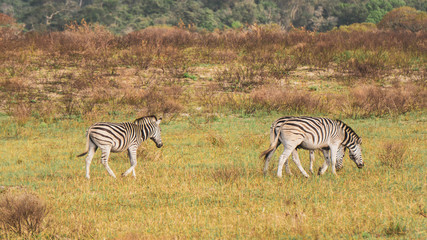 Fototapeta premium zebra in the savannah