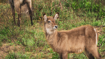 waterbucks in the savannah