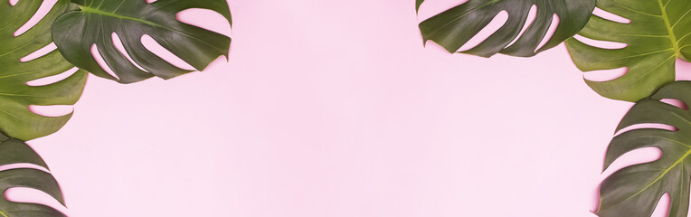 Tropical monstera leaf on a pink summer background,