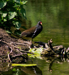 Common moorhen (waterhen) on a pond island.