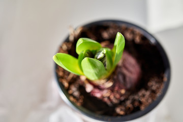 Young flower bulb planted in soil