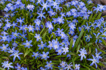 Spring  blue flowers in garden. Spring background 
