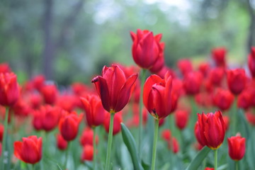 red tulip in spring