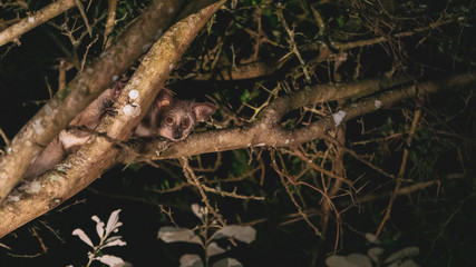 night safari