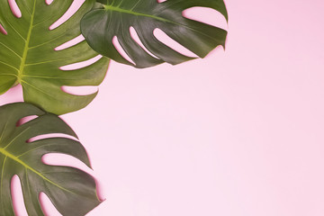 Fototapeta na wymiar Monstera leaves on pink background