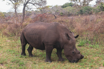 rhino in the savannah