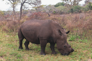 Naklejka premium rhino in the savannah