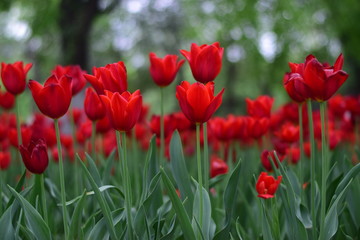red tulip in spring
