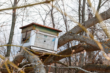Bee hive in the forest. A bee trap on a fallen tree.