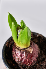Young flower bulb planted in soil