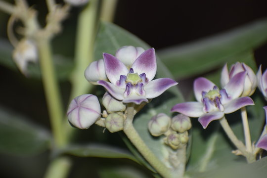 calotropis gigentea or madar plant flower or purple crown flower found in asian country of India and state of gujarat and is milky plant.