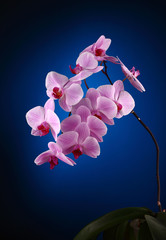 blooming pink phalaenopsis orchid on a colored background