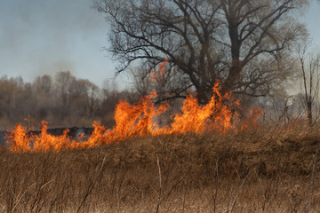 The dry grass in the field burns inflated by a strong wind