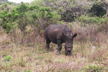 Fototapeta premium rhino in the savannah