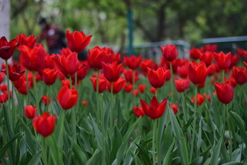 red tulip in spring