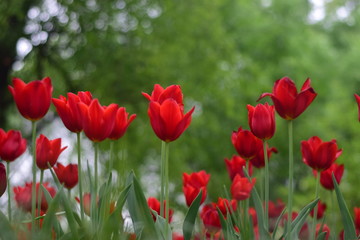 Obraz premium red tulip in spring